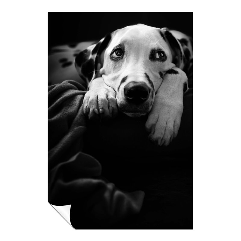Dalmatian Dog Portrait - No Frame Print, 76cm H x 51cm W x 0.5cm D