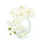 Orchid in Flat Glass Vase