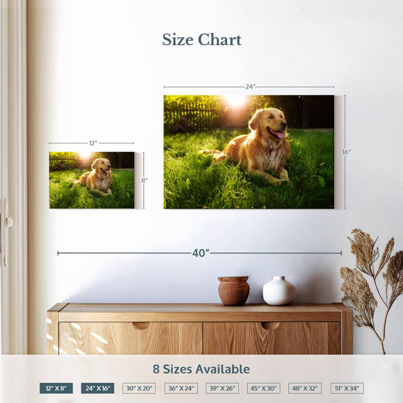 Golden retriever Brampt ensoleillé, H 16 po x l 24 po