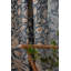 Emery Walker's House Trent Fabric-75647307
