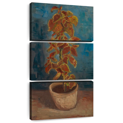 Flame Nettle In A Flowerpot
