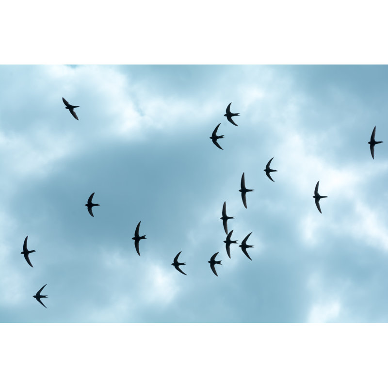 Swallows In The Sky by Pinosub - Wrapped Canvas Print, 61cm H x 91cm W x 3.8cm D