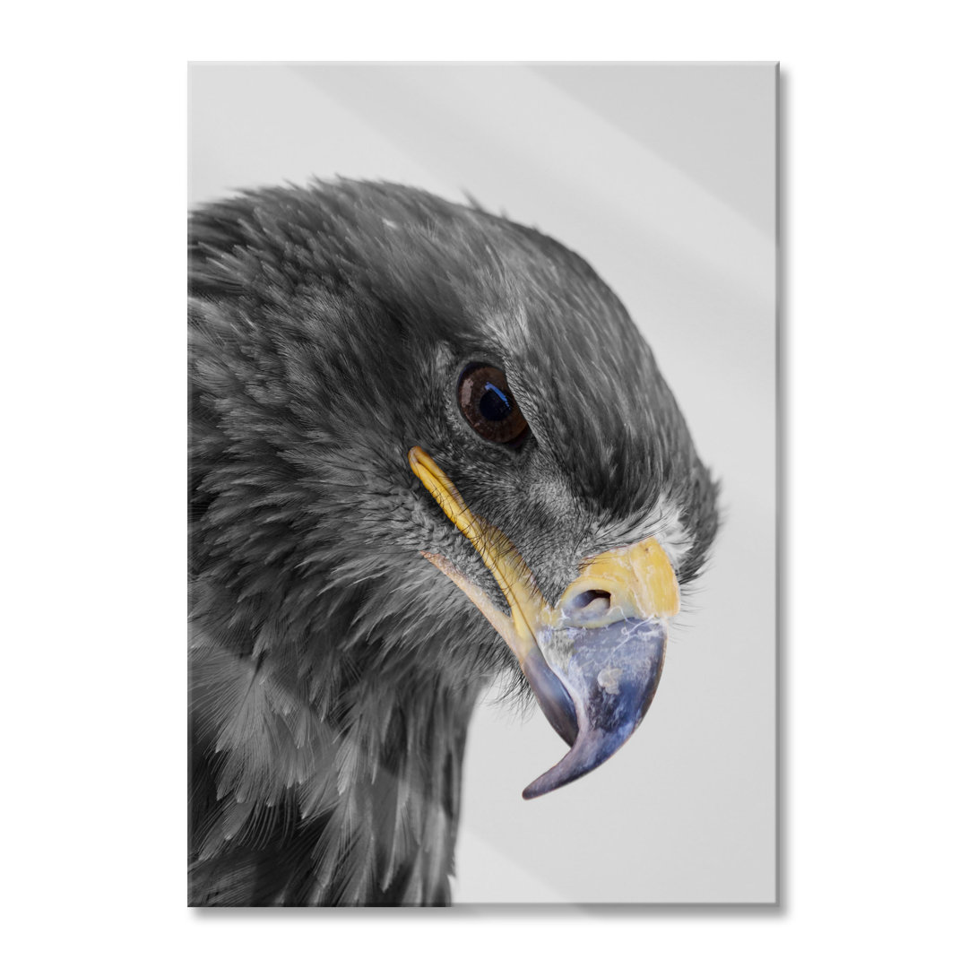 Glasbild Wunderschöner Adler im Portrait