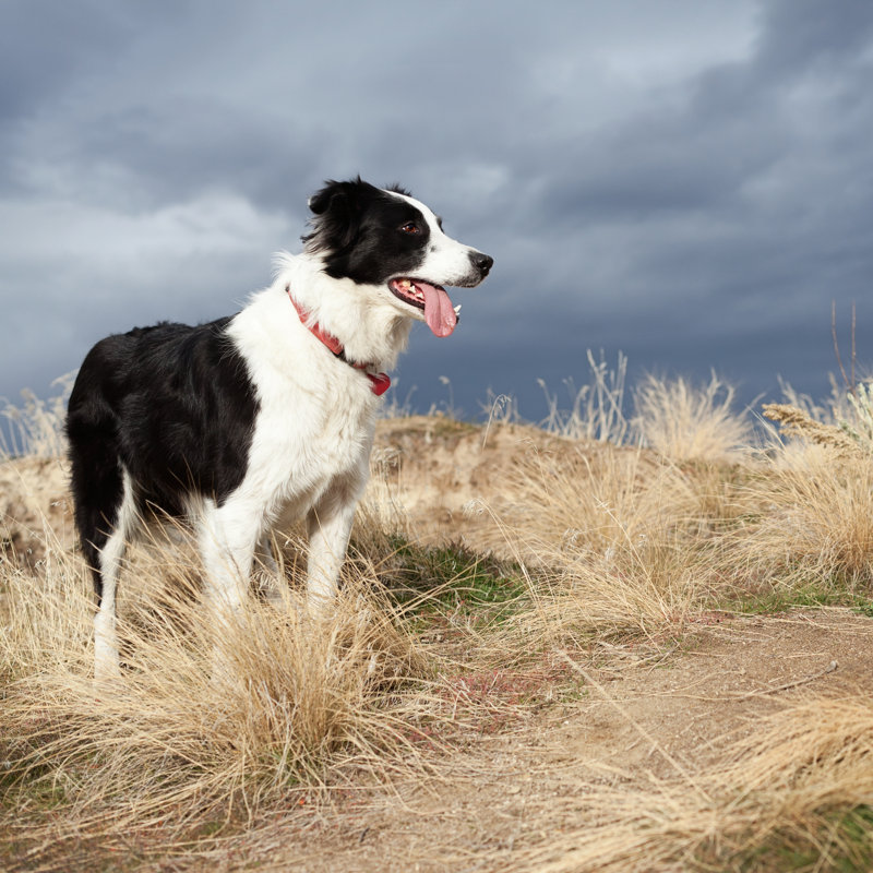 Border Collie by Mivpiv - Wrapped Canvas Print