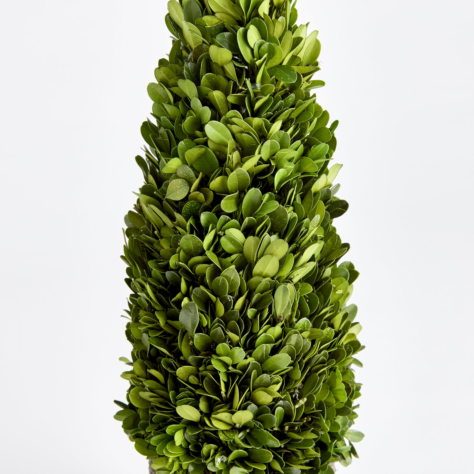 Alby Faux Plant, 12" H x 4" W x 4" D