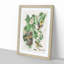 Baltimore Oriole Birds by John James Audubon - Picture Frame Painting-57844551-57844552
