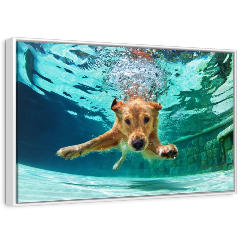 Diving Golden Retriever, Floating Frame White, 19" X 13"