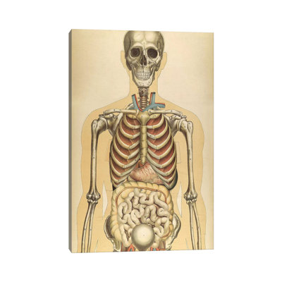 " The Human Body With Superimposed Colored Plates III " by National Library Of Medicine