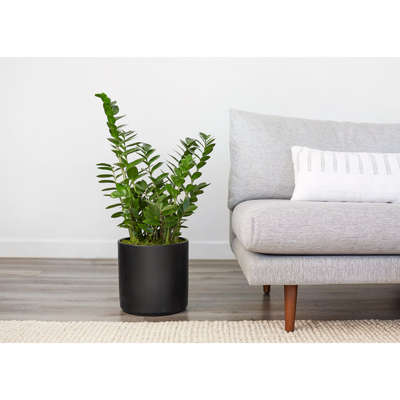 Pot de fleurs en grès cérame, Noir, H 11,25 po x l 11,25 po x P 11,25 po