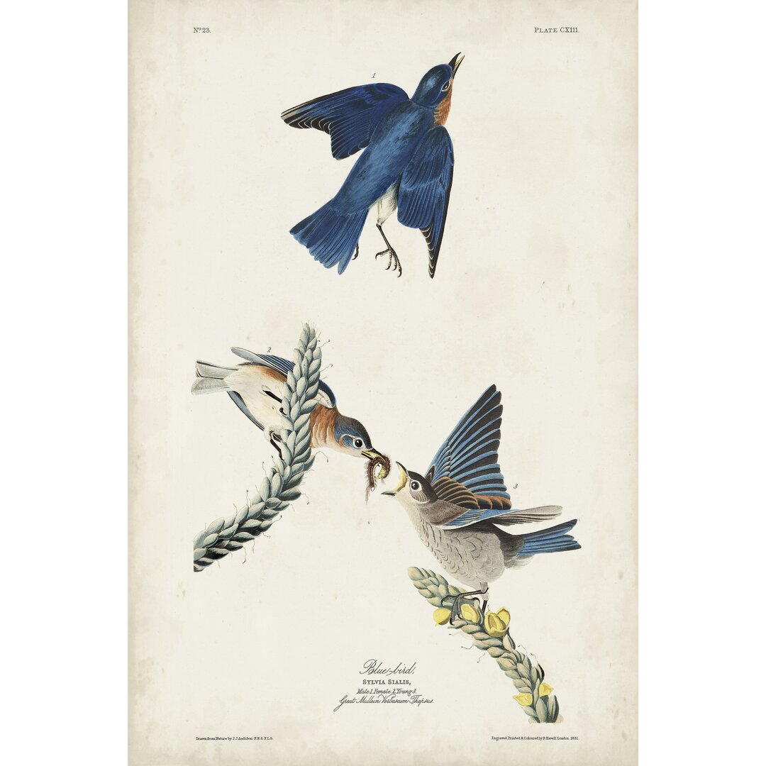 Leinwandbild Pl 113 Blue Bird von John Audubon