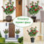 90cm Plant