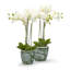 Carroll Set Of 2 Hand-Painted Cachepot / Planter