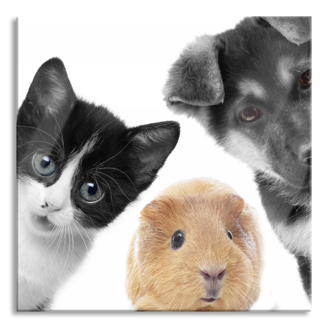 Ungerahmtes Foto auf Glas "Dog, Cat, Guinea Pig Trio"