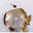 Batfish Statue