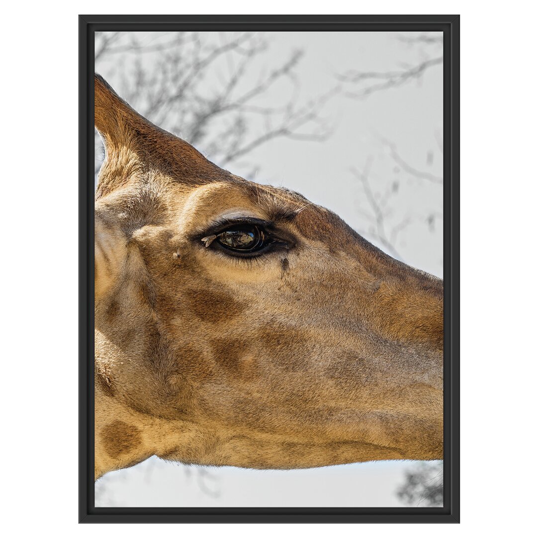 Gerahmtes Wandbild anmutige Giraffe isst