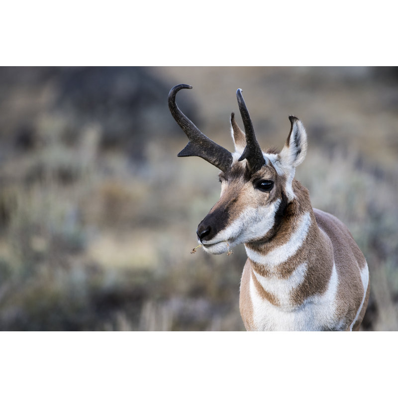 Pronghorn Buck - Wrapped Canvas Print, 51cm H x 76cm W x 3.8cm D