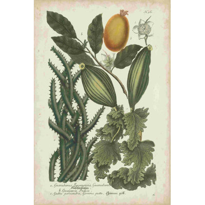 Exotique Weinmann Botanique III