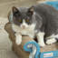 Scratching Post
