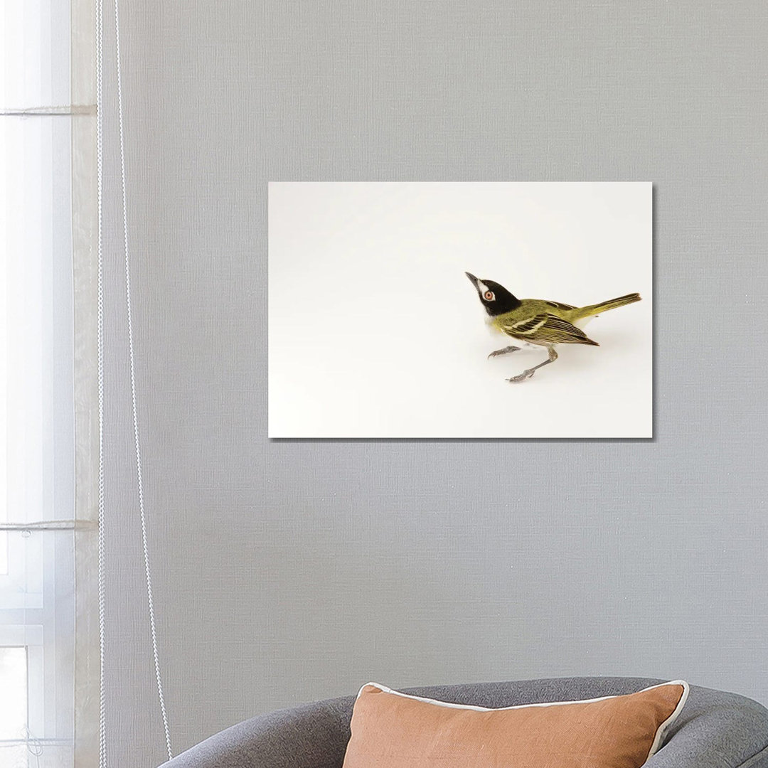 A Black-Capped Vireo At Fort Hood, Texas von Joel Sartore - Gallery-Wrapped Canvas GiclÃ©e on Canvas