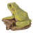 Tree Frog