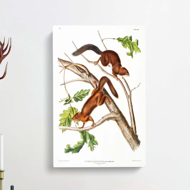 Soft-haired Squirrels by J.W. Audubon - Wrapped Canvas, 91cm H x 60cm W x 3cm D