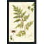 Ivies and Ferns I Crop - Peinture-210487824-210487832