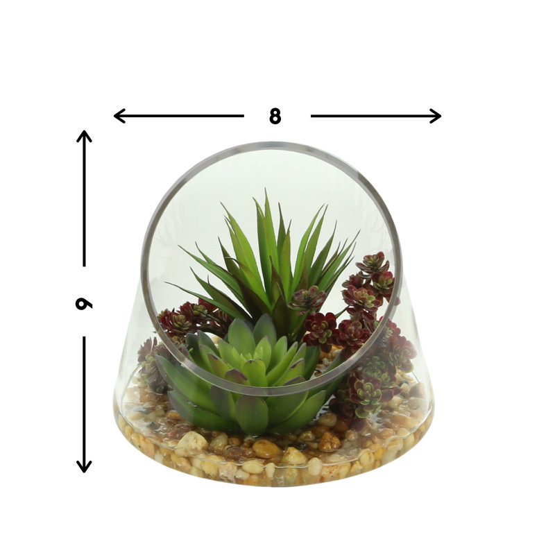 Echeveria & Marginata in Water Arrangement Planter