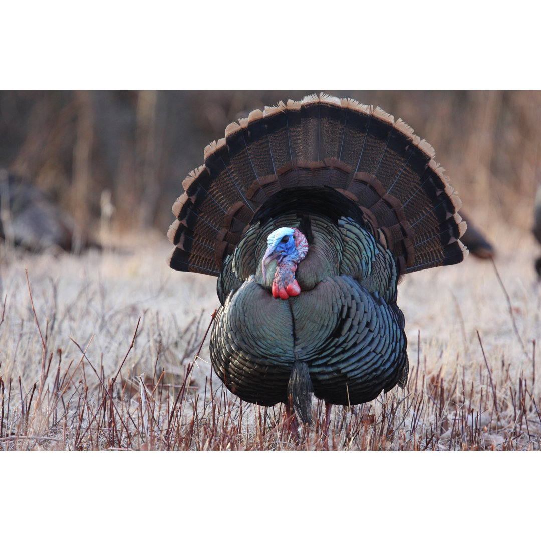 Leinwandbild Wild Turkey