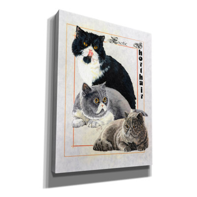 Exotic Shorthair par Barbara Keith