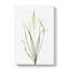 Wild Asparagus Flowers by Pierre-Joseph Redoute - Wrapped Canvas-55305479