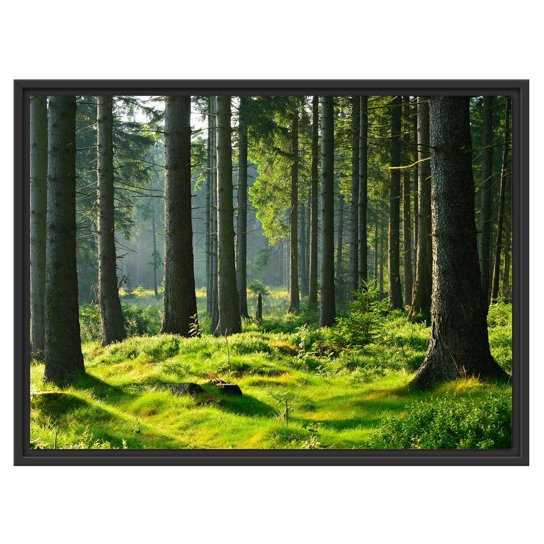 Sunny Day in the Forest Floater Frame Grafik-Kunstdruck auf Papier