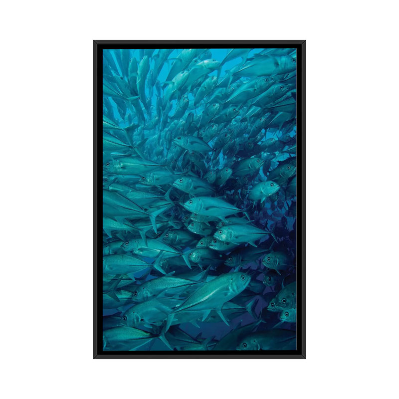 " Oceanic Whitetip Shark Chasing A Group Of Fish " by Brent Barnes, No Mat, 26" H x 18" W x 1.5" D, Black Framed Canvas