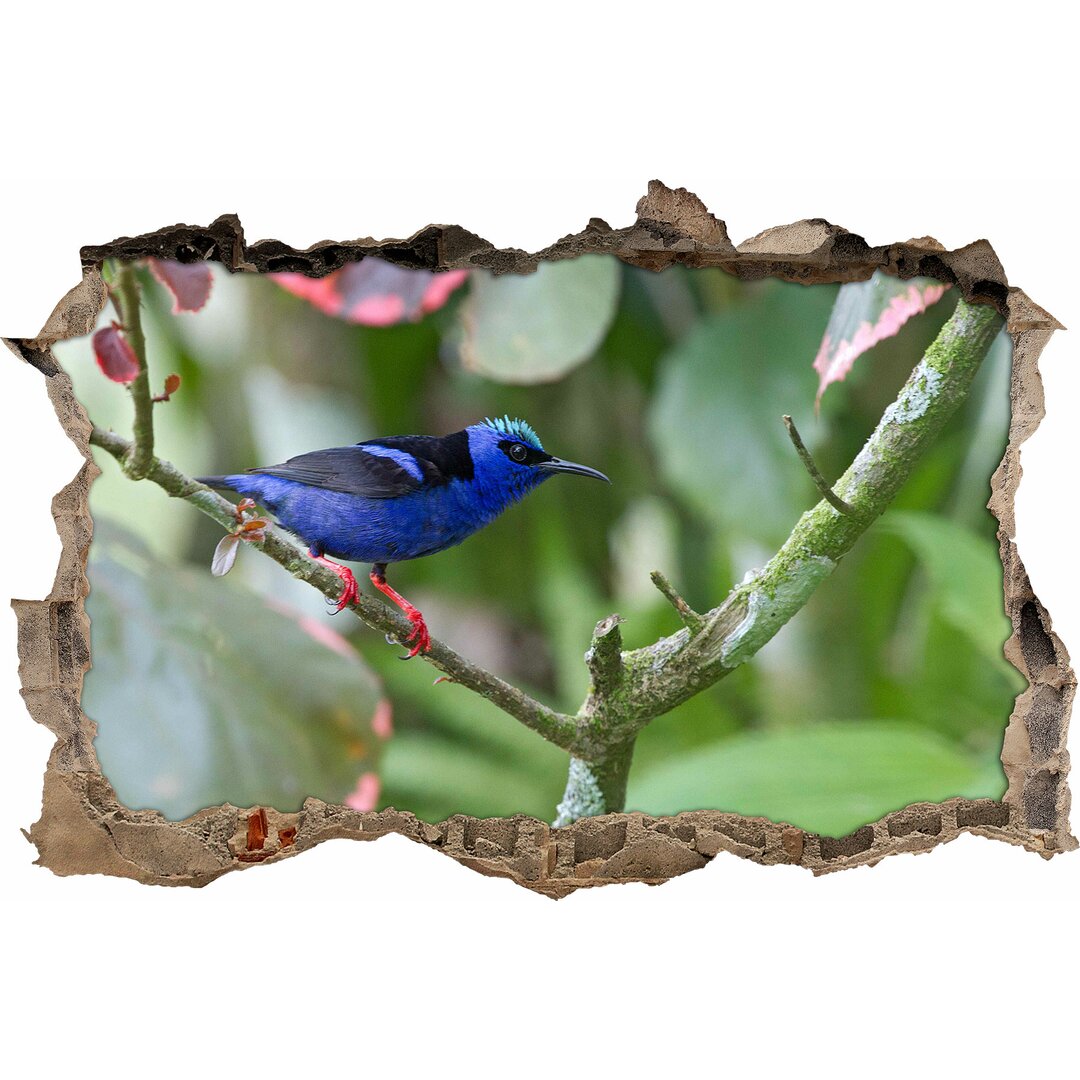 Rotbeiniger Honigkriecher zwischen grün-rosa Blättern Wandaufkleber