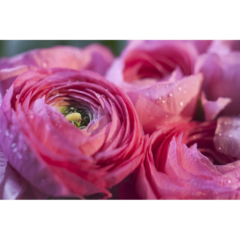Medlar Ranunculus 1 Piece Wrapped Canvas Wall Art, 20cm H x 30cm W x 3.8cm D