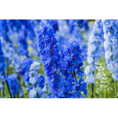 Delphiniums by Aleroy4