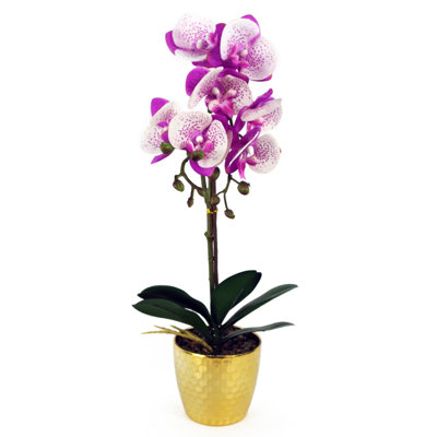 Anneus 50cm Plant