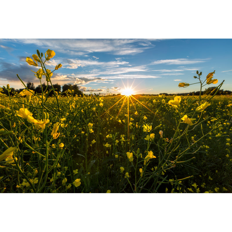 Rapeseed Field by NataliaSokko - Wrapped Canvas Print, 30cm H x 46cm W