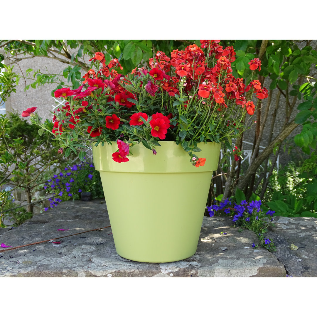 Bojorquez Pot Planter