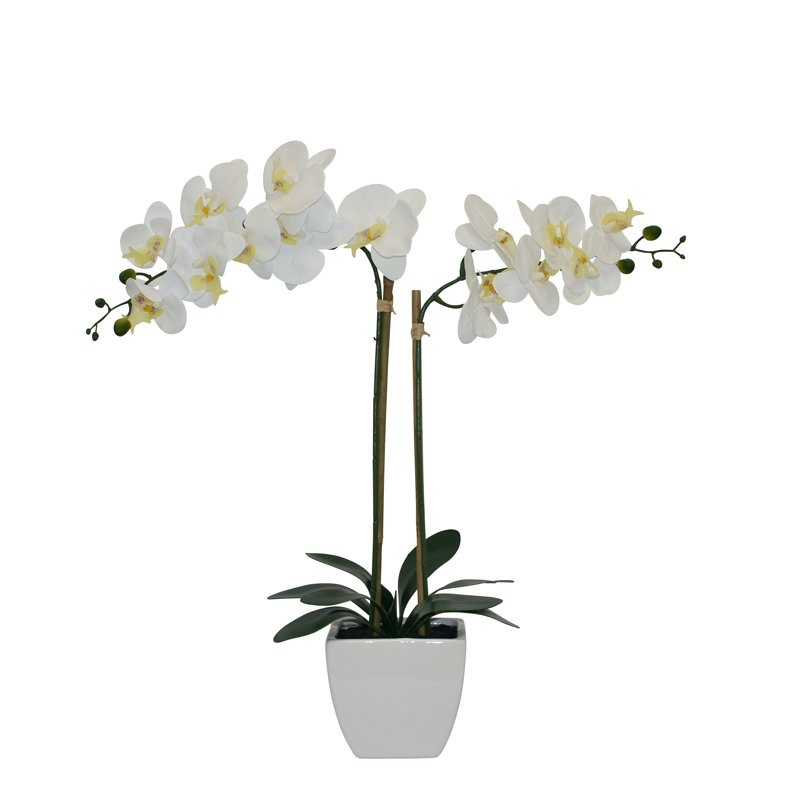 Orchidées florales en pot, Blanc, Orchidée blanche