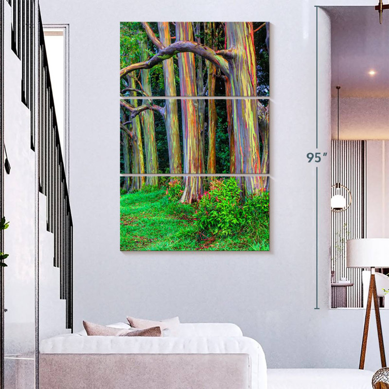 Maui Rainbow Eucalyptus Trees, H 74 po x l 48 po
