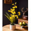 Orchidée en pot-874497109