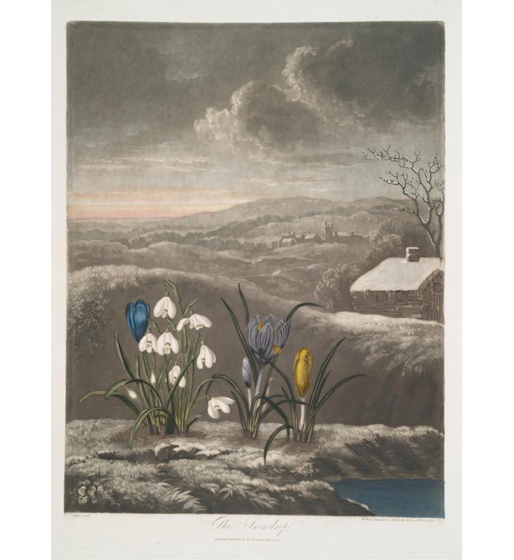 "The Snowdrop" par Robert John Thornton - Art sur toile tendue avec châssis, H 24 po x l 17 po