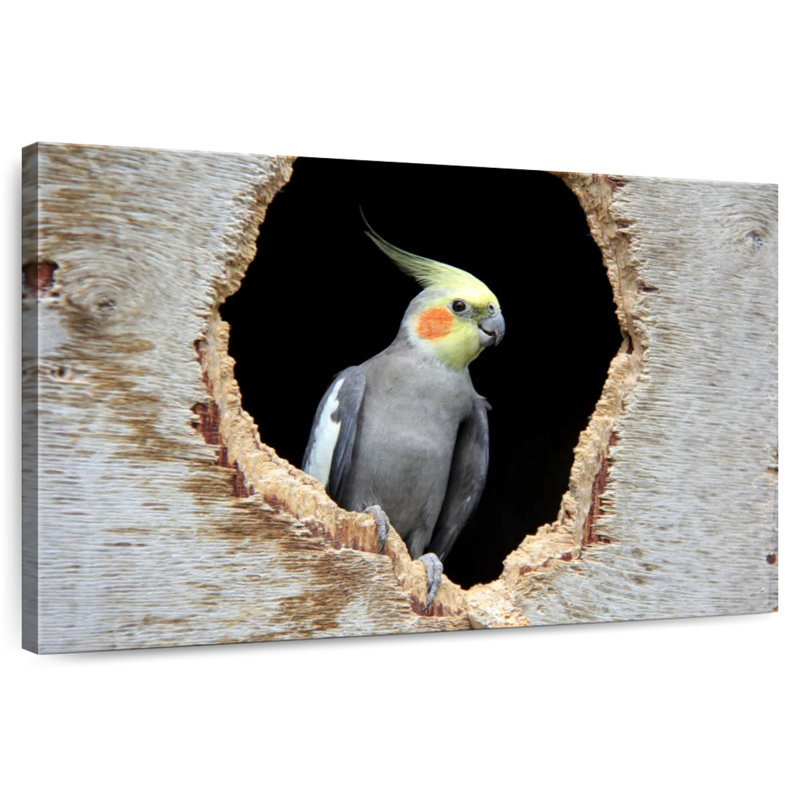 Brampt Cockatiel In A Hole, 26" H x 39" W