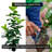 Artificial UV Rubber Fig Tree-691613321