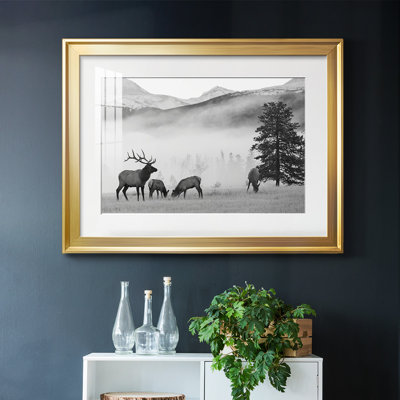 " Mountain Elk "
