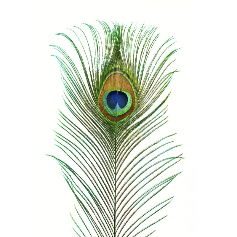 Peacock Feather by Ithinksky - No Frame Art Prints on Canvas, 76cm H x 51cm W