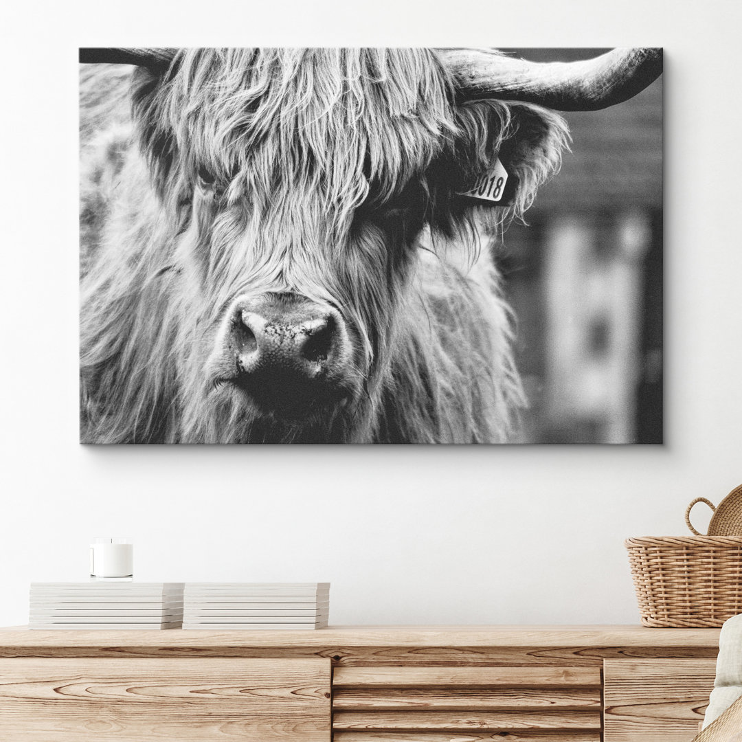 " Close Up Of Hignland Cow " SIGNLEADER 