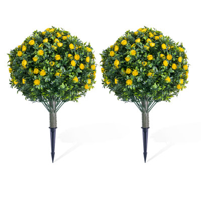 60cm Plant