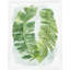 Palm Fans 1 Print