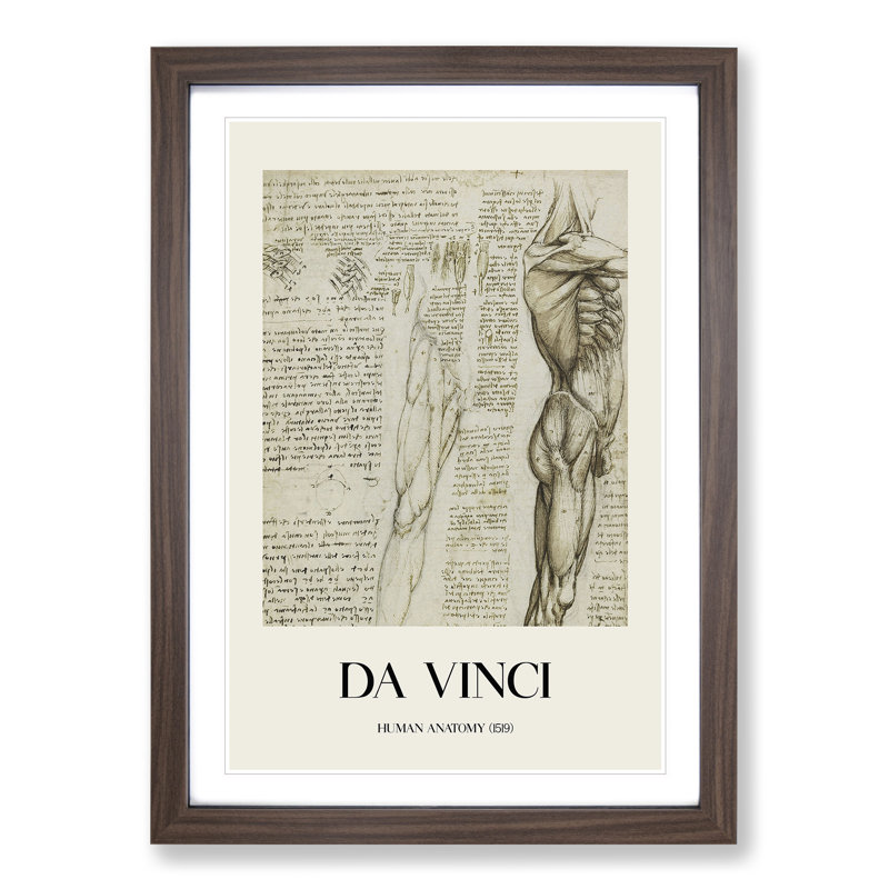 Human Anatomy Vol.6 by Leonardo Da Vinci - Picture Frame Drawing, 36cm H x 27cm W x 2cm D, Walnut Framed